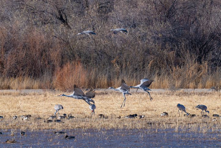 Sandhill Cranes flying preparing to land beside cool water of large marsh in New Mexico wildlife refuge in southwestern United States of America