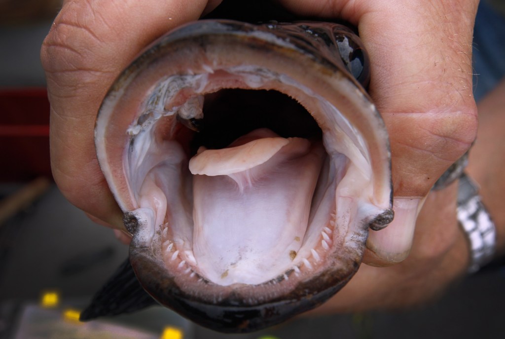 Florida Aims To Control Invasive Snakehead Fish Species