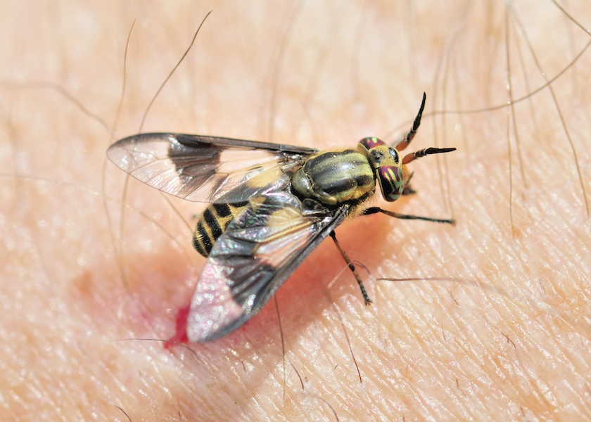 A deer fly biting the arm of the photographer.