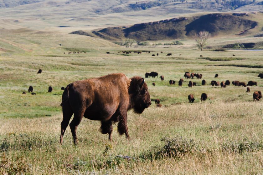 A heard of American bison grazing on the grassland of the Great Plains Location: Custer State Park, Black Hills, South Dakota, USA