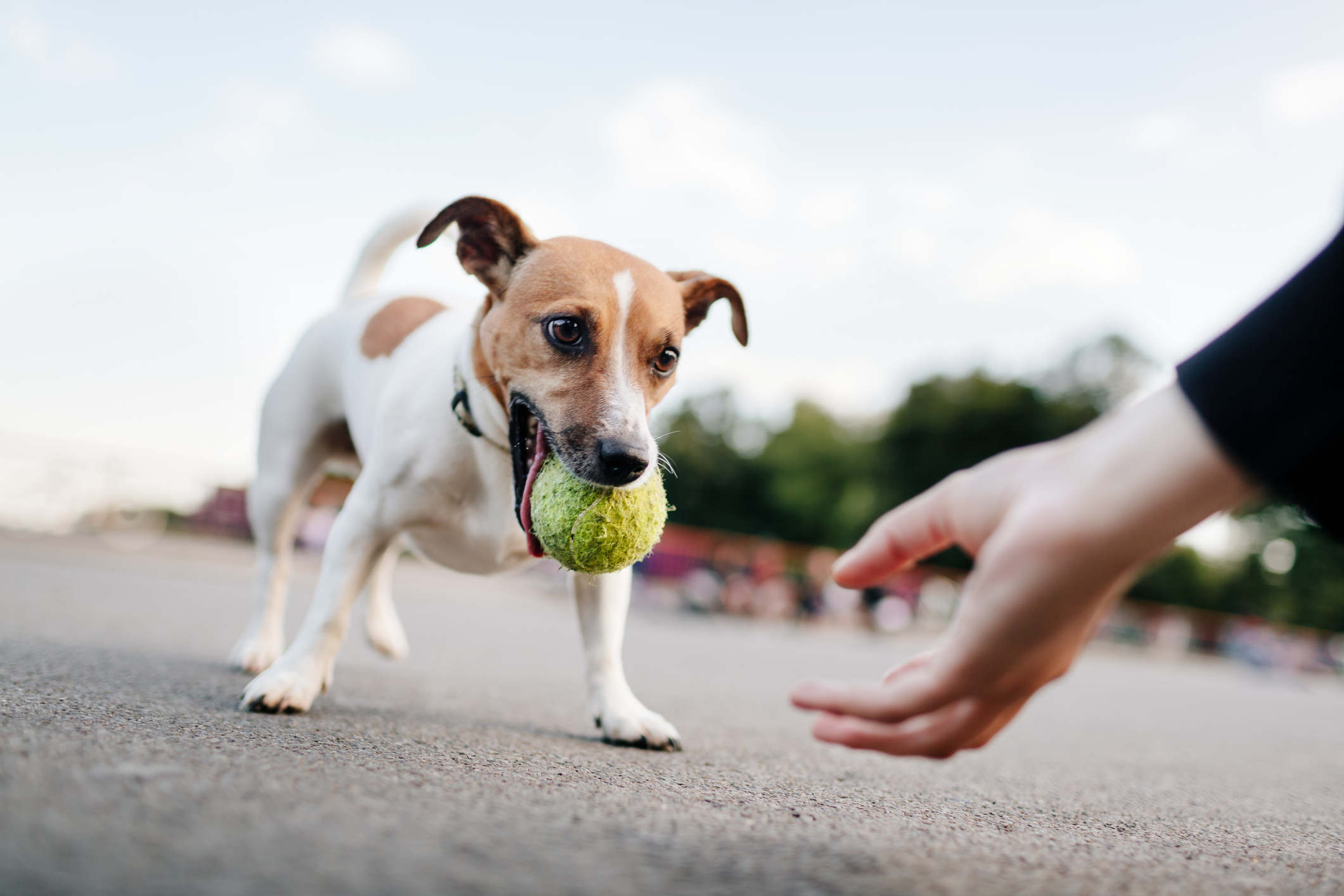 dog playing tennis ball