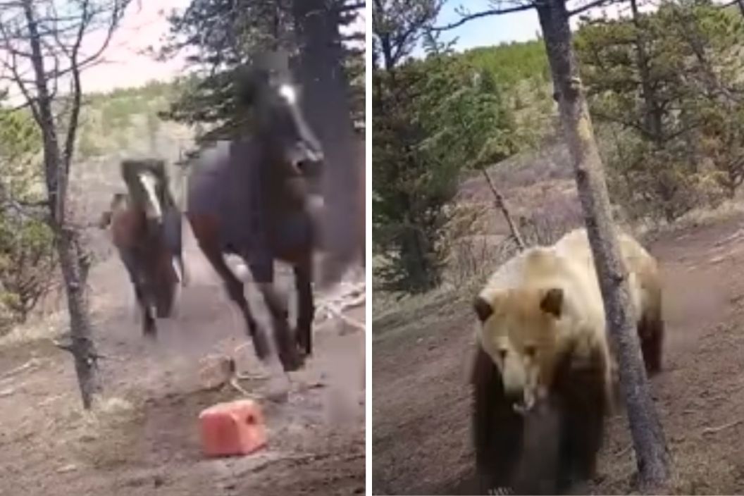 Grizzly bear chasing horses