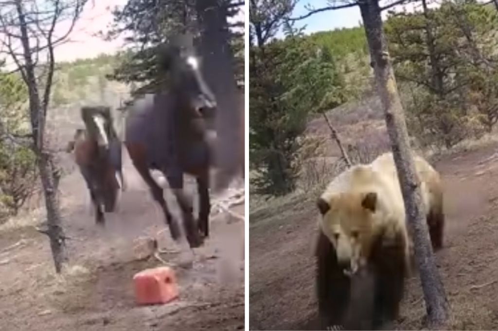 Grizzly Bear Chasing Horses Video Shows Wild Horses Fleeing Predator