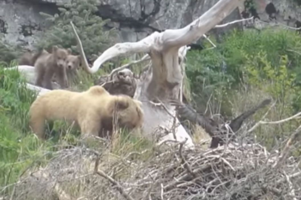 Mother grizzly bear attacks bald eagle nest