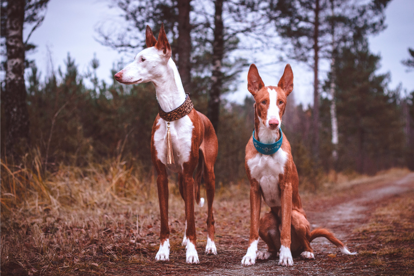 Ibizan hounds stand alert and ready