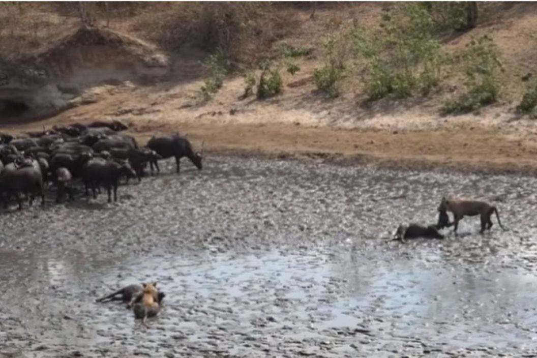 Lions catch Cape Buffalo Calf