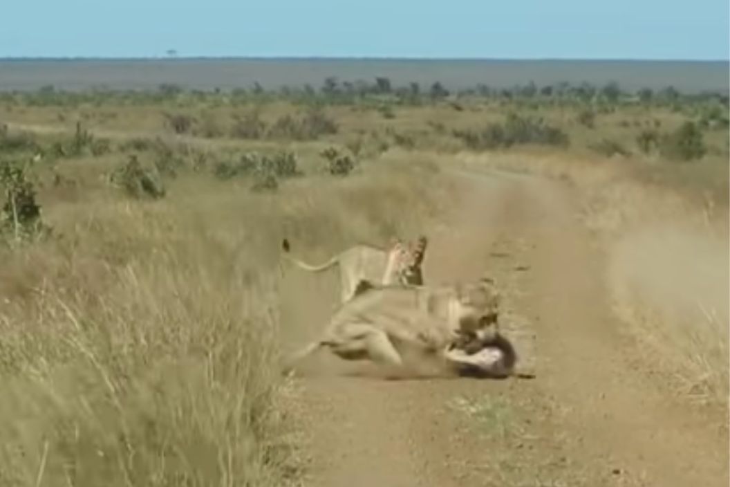 Lions Ambush Warthog