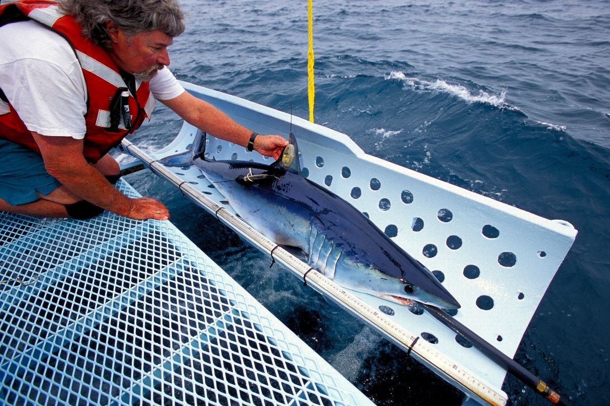 A researcher tags a mako shark caught in the ocean.