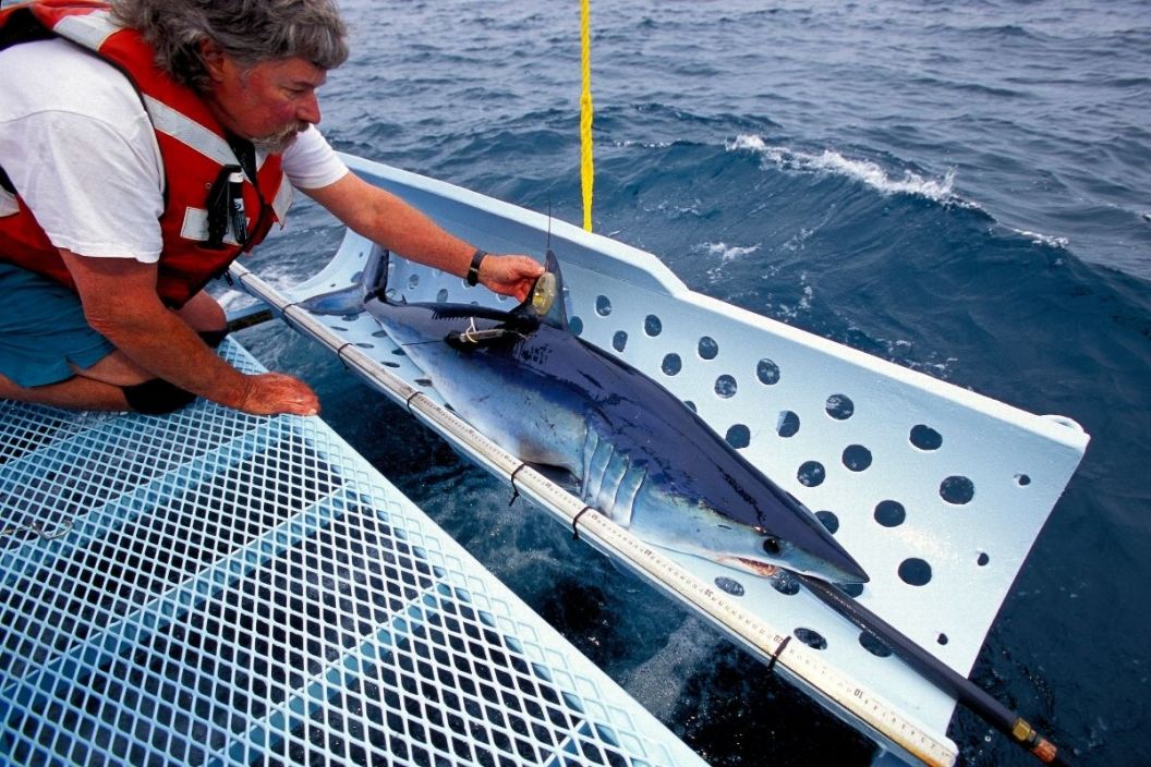A researcher tags a mako shark caught in the ocean.