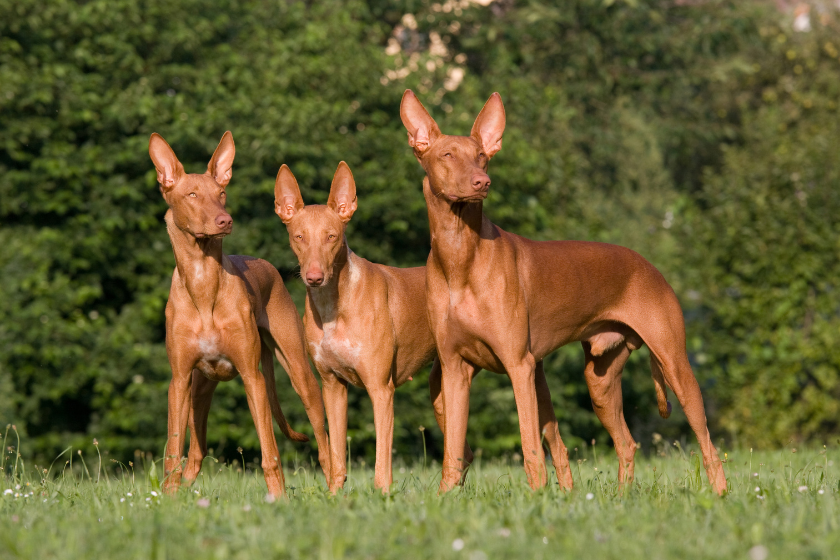 Pharaoh hounds stand together in a field