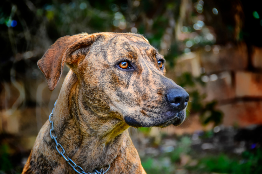 Plott hound