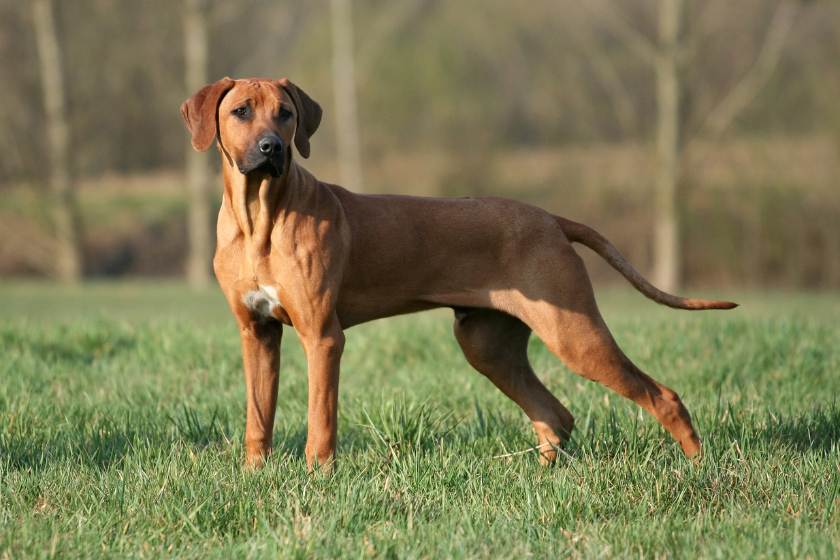 Rhodesian Ridgeback stands in a field`