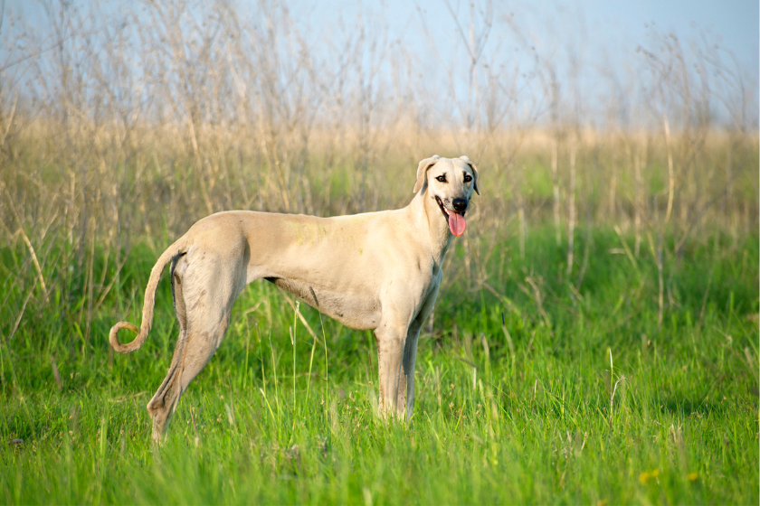 Sloughi hound dog stands among the reeds