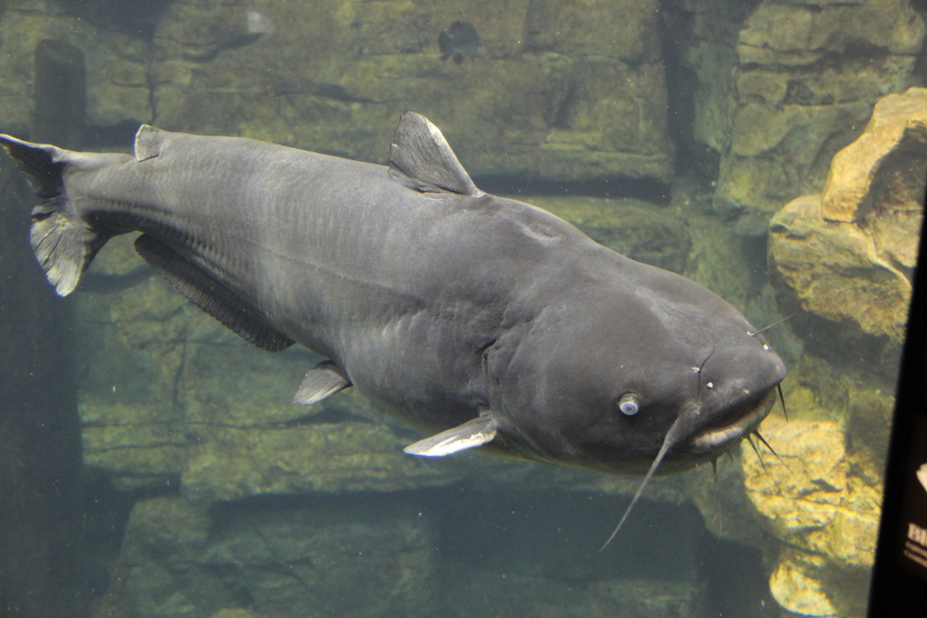 Ictalurus furcatus at the Tennessee Aquarium.
