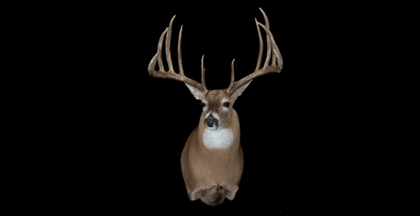 8 Great World-Record Typical Whitetail Deer
