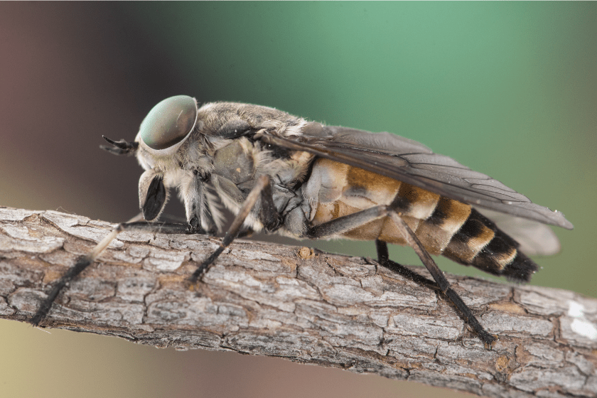 Tabanus species Common horse fly large parasitic fly with green eyes and brown and black abdomen on green and brown blur background flash lighting