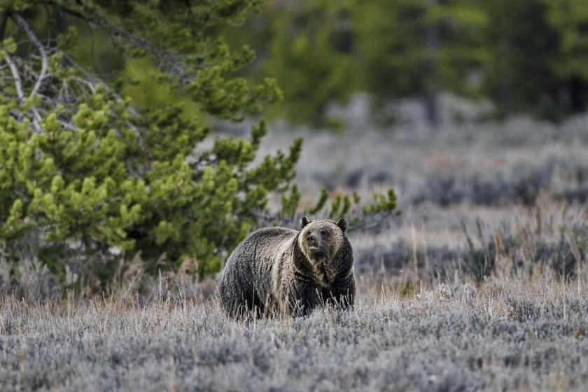bear in the forest