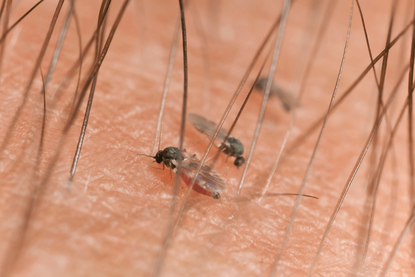 Blackflies sucking blood on human arm, extreme close-up with very high magnification