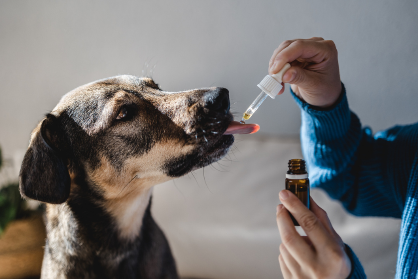 dog taking cbd supplement