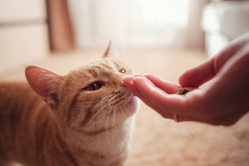 preparing pets for back to school 