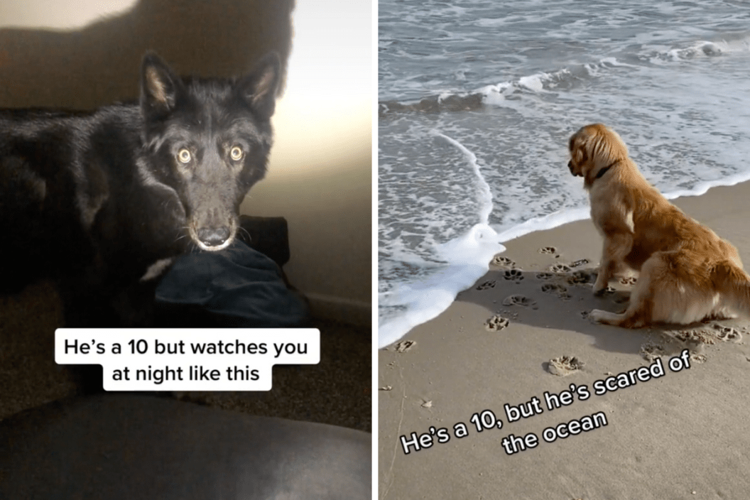 Funny videos for discount dogs to watch