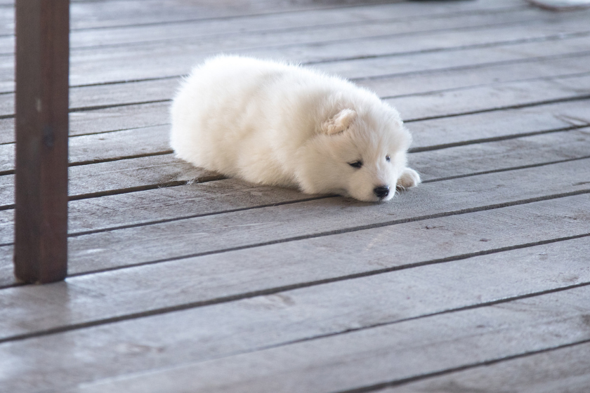 samoyed puppy white dog breeds