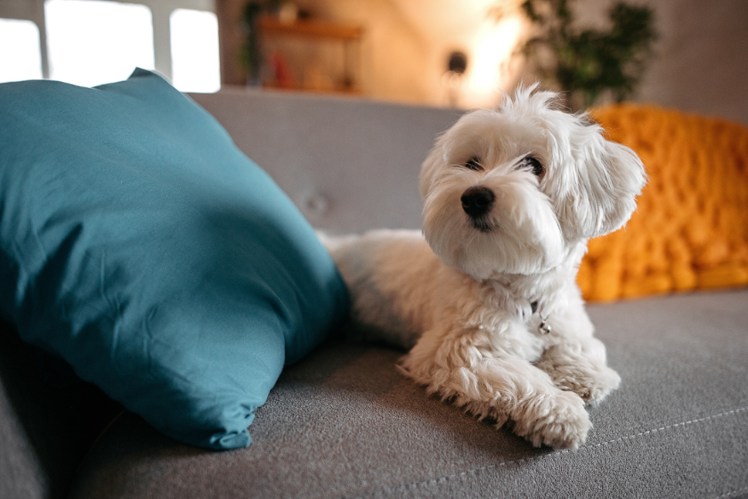 maltese on couch