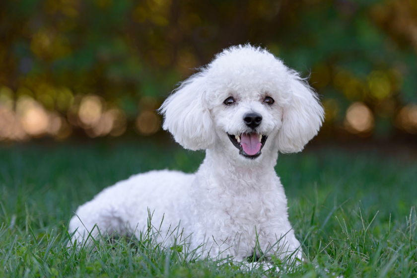 poodle on grass white dog breeds