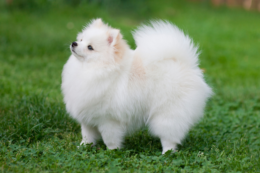 pomeranian on grass