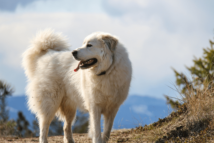 white dog breeds