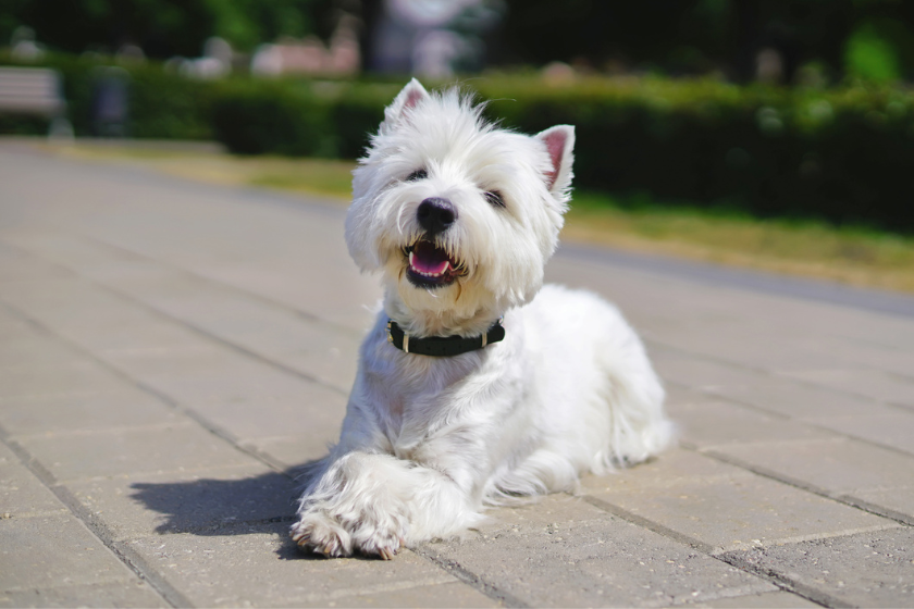 highland terrier