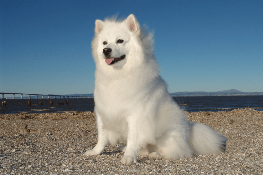 eskimo dog