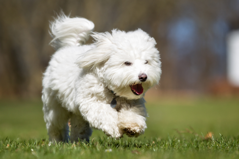 running white dog breed