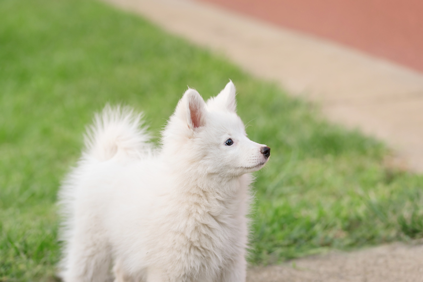 japanese spitz