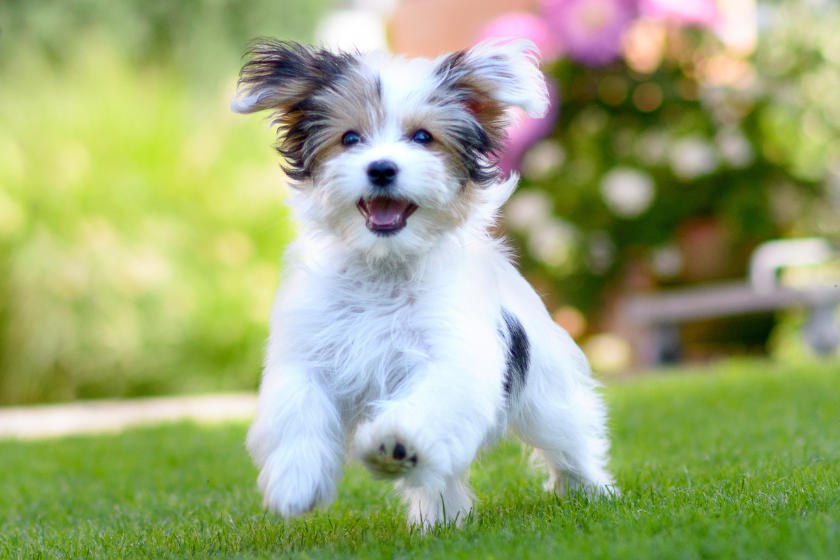 havanese puppy