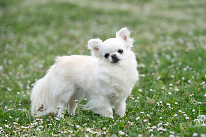 white dog breeds