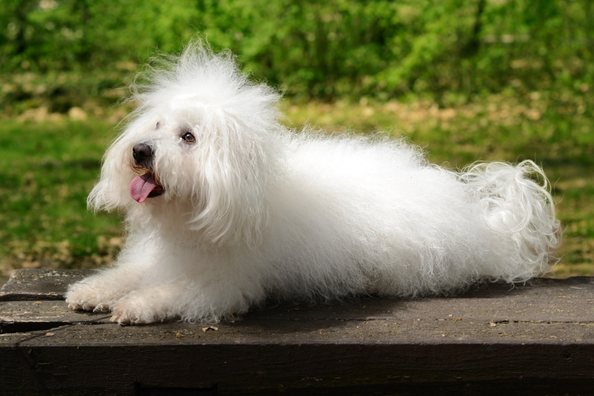 bolognese dog