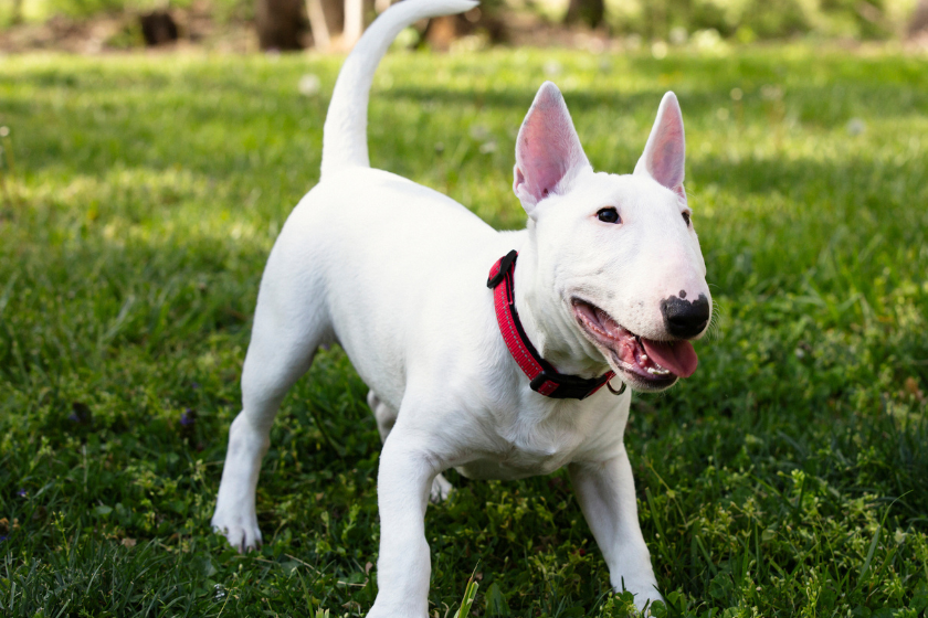 bull terrier