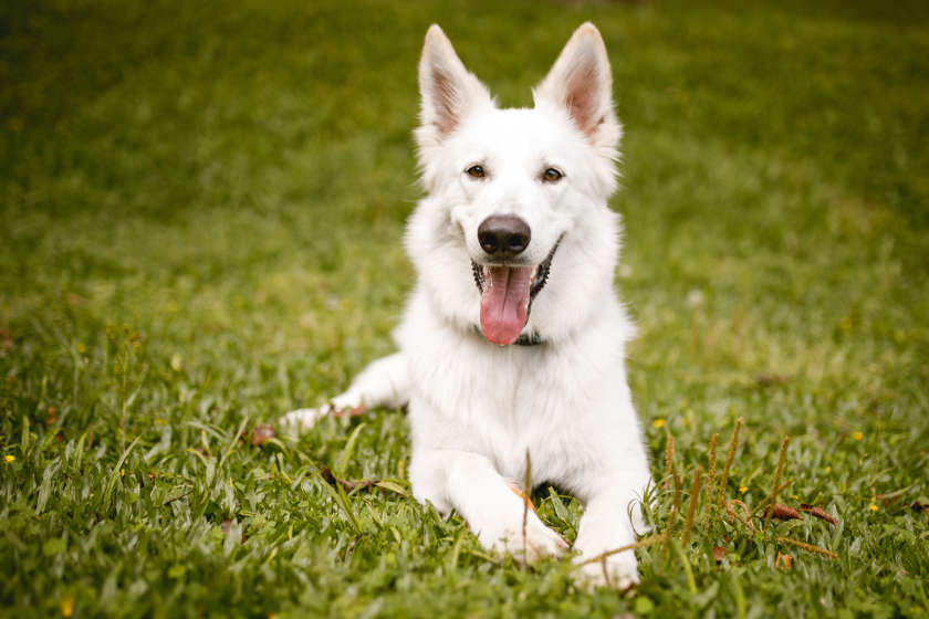 german shepherd