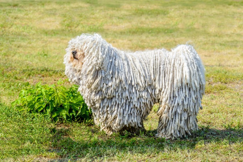 white dog breeds