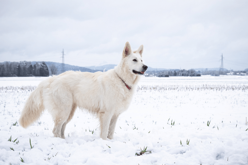 swiss shepherd on snow