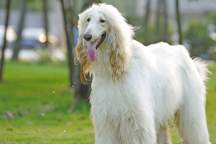 white dog breeds