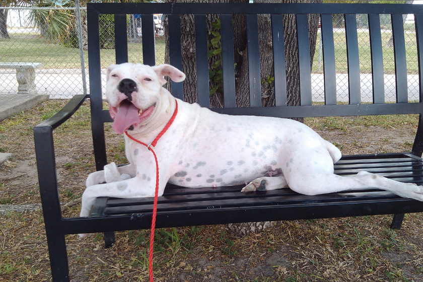 boxer on bench