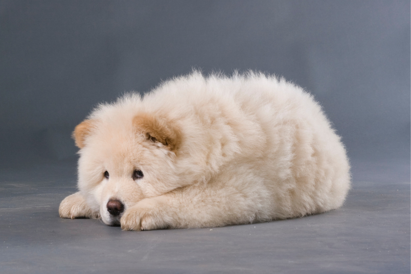 chow chow puppy on grey background