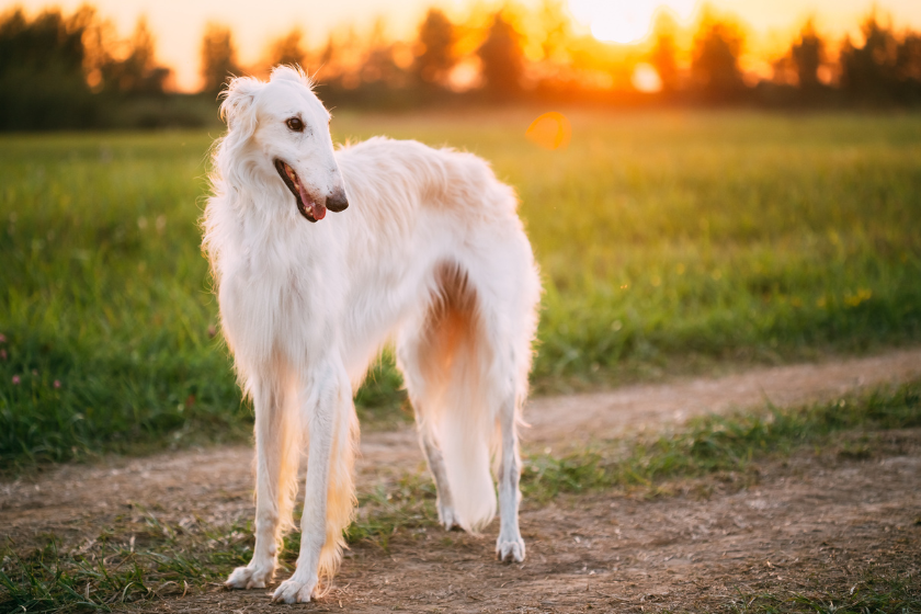 white dog breeds