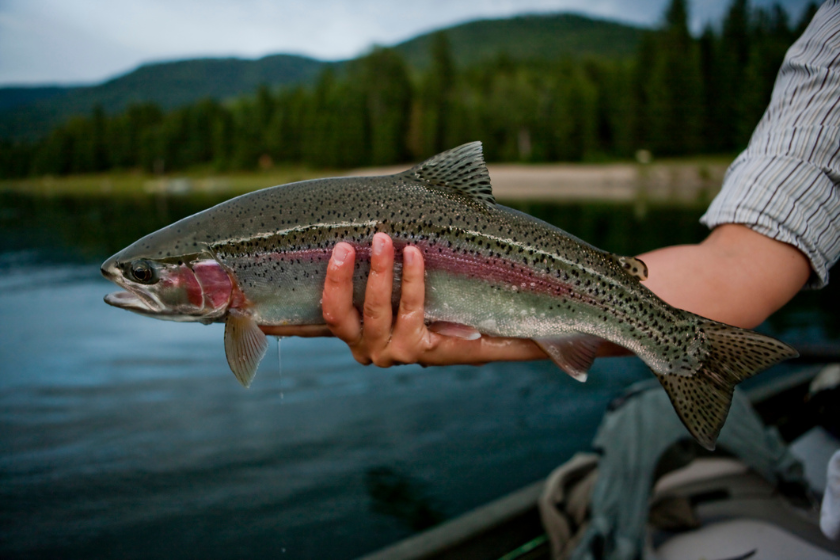 colorado record fish