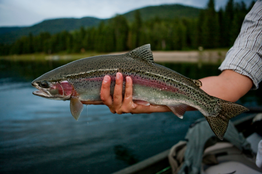 8 Best Trout Fishing Rivers in Colorado You Need to Visit Best fishing in colorado