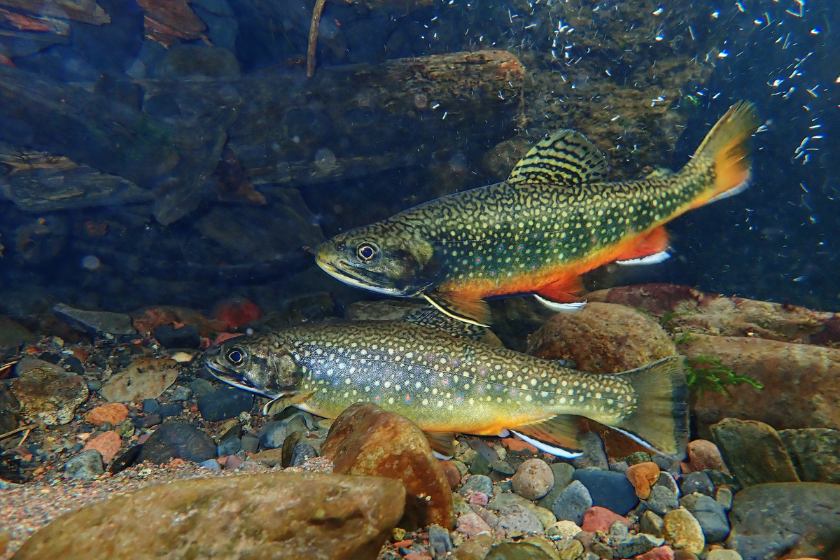 colorado record fish