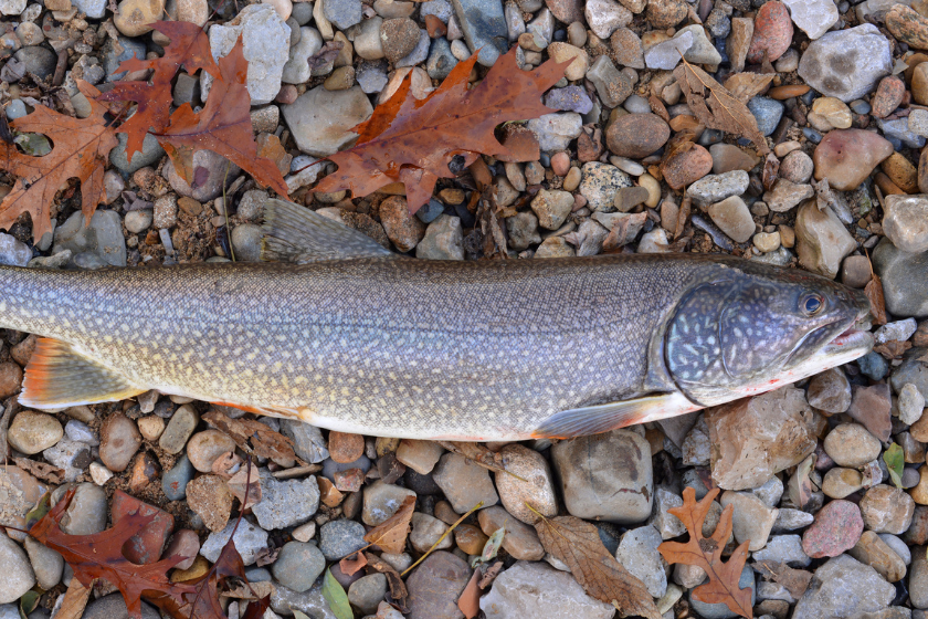 Colorado Record Fish: Catches That Dwarf Even Your Best Runs