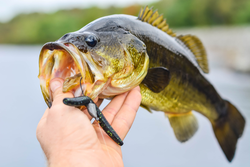 largemouth